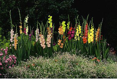 《幻兽帕鲁》发布v0.2.0.6更新 新Boss“暗黑贝拉”登场